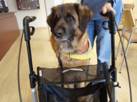 Therapie Hunde Zentrum Schweiz 0122 001