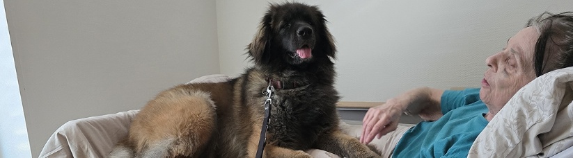 Therapiehundezentrum ch 0526 001