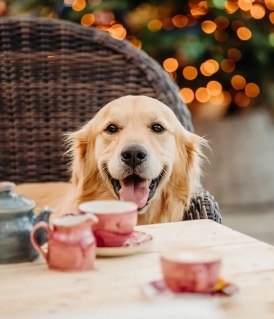 Alltagshund 006